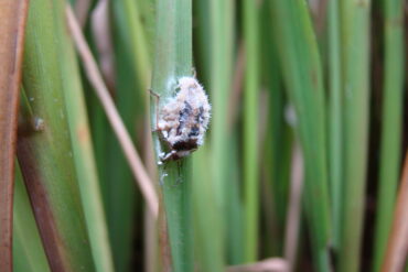 Fungo que ataca o percevejo do grão é o primeiro bioinsumo para controle biológico do arroz irrigado em Santa Catarina. Foto: Epagri/EEI