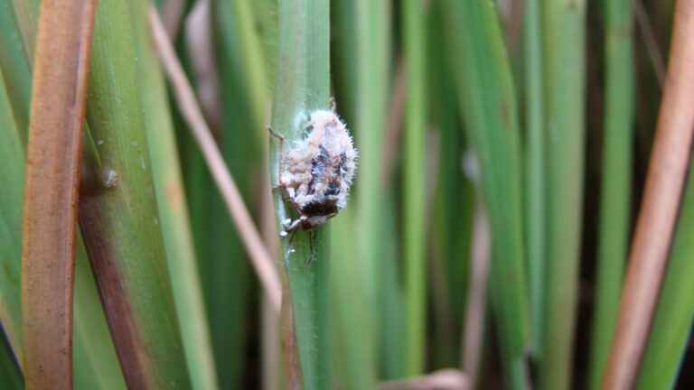 Natureza como aliada: bioinsumos abrem caminho nas pesquisas da Epagri